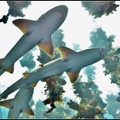 鯊魚 海鞘之森