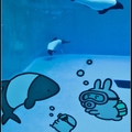 黑白海豚 美洲區