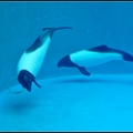 黑白海豚 美洲區