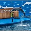 海豚撐竿跳表演