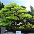 台灣特有種, 種子栽植, 
展出作品樹齡50年以上, 仿野外百年樹態
曾獲 "漢風盆栽展" 金獎