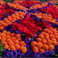 桔色雞冠花與紫色桔梗,
營造金秋亮彩,
獻給花迷滿滿祝福
