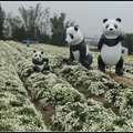 2013/11/16苗栗銅鑼秋賞杭菊飄雪, 詩與菊對話, 風雅有趣
花期至11月底