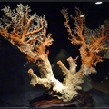 五百年桃紅珊瑚