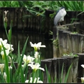 植物園 白色鳶尾花 