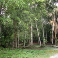 Tikal-瑪雅文明遺址 1-8