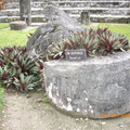 Tikal-瑪雅文明遺址 2-6