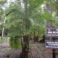 Tikal-瑪雅文明遺址 2-10