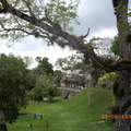 Tikal-瑪雅文明遺址 3-4