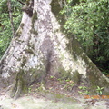 Tikal-瑪雅文明遺址10 -1