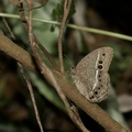 永澤黃斑蔭蝶