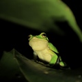 翡翠樹蛙
