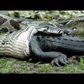Python eating Crocodile