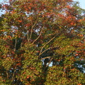 秋季楓紅