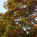 秋季楓紅