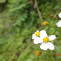 咸豐草花
