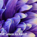 透過鏡頭多角度拍攝,突顯菊花之美在​五​彩​繽​纷​、​姹​紫​嫣​红​的​色​彩,美在​千​姿​百​態​、​絕代芳華​的​形​態!
