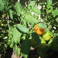 蕃茄的一片綠葉,紅色的一顆果實,在群綠果中,顯得特別鮮艷......