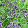 紫金露華（105.09.06）
