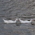 大湖公園到鷺鷥山步道2019-04-25