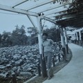 1974台北植物園