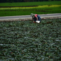 2018.1018同學會：後壁彩繪稻田