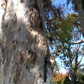 915 old tree