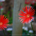 紅紅太陽花