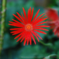 紅紅太陽花