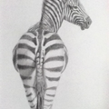 斑馬 Zebra