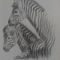 斑馬 Zebras