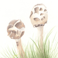 草地裏的小野菇 (色鉛筆素描)