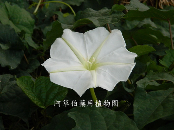 藥用植物簡介 871 月光花 阿草伯藥用植物園 Udn部落格