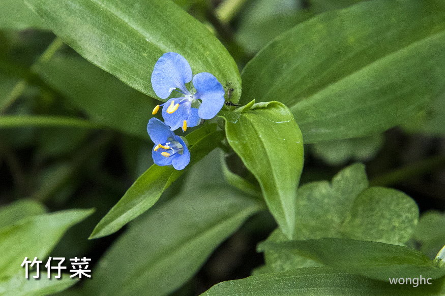 東吳校園中卑微的小草 從外雙溪看世界 Udn部落格