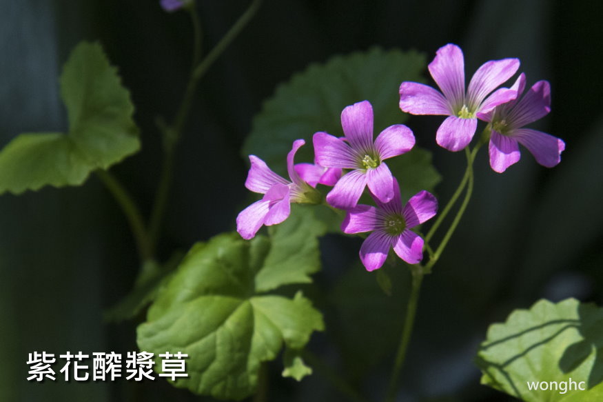 野草閒花鬧東吳 從外雙溪看世界 Udn部落格