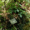 菁礐古圳植物標示