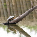 關渡自然公園巴西龜