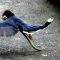 藍鵲覓食