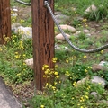 自行車道路邊黃色野花