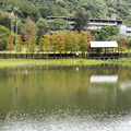 原住民公園落羽松