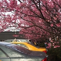 餐廳停車場邊上櫻花