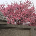 櫻花盛開出牆來