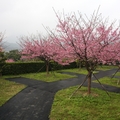 櫻花盛開人家庭院
