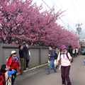 櫻花盛開遊人湧現