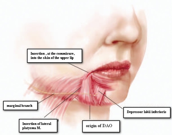 Губы мышцы рта. Анатомия губ человека кровоснабжение. Гипертонус круговой мышцы рта.