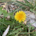 Taraxacum/dandelions