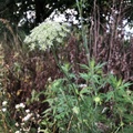 Daucus carota