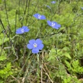 美麗的藍色五瓣花朵輕盈地開在修長柔軟的細枝上，讓人看了心怡。葉子也細小，點綴著一個個待放的藍紫色花苞，玲瓏可愛。白蕊襯著鮮黃底上很明顯。