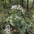 Eupatorium rugosum