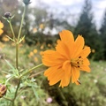 Cosmos sulphureus